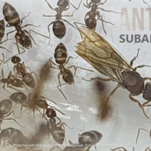 Nylanderia Local Sp.