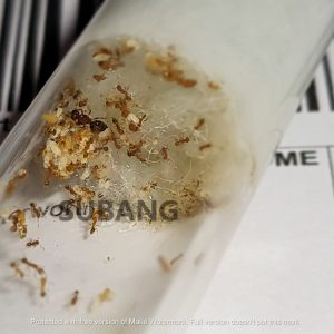 Pheidole Parva