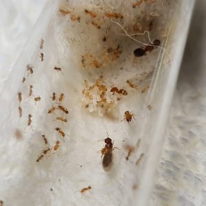 Pheidole Parva