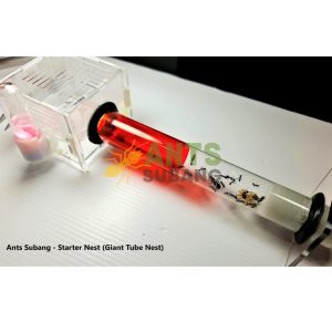 Ants-Subang.com - Giant Tube Nest - 6