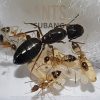 Camponotus Albosparsus