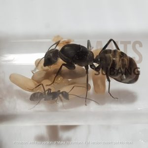 Camponotus Parius