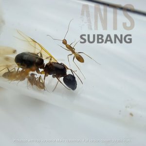 Camponotus Irritans