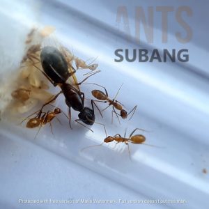 Camponotus Irritans
