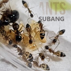 Camponotus Albosparsus