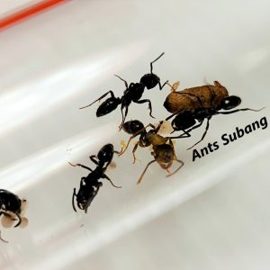 Odontoponera Denticulata