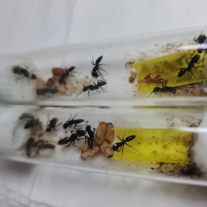 Odontoponera Denticulata