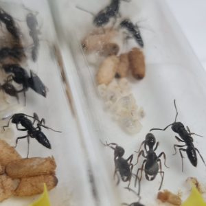 Odontoponera Denticulata