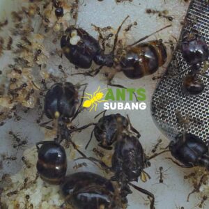 CAREBARA DIVERSA (Asian Marauder Ant)