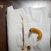 Ants Subang TIP #04: - Superworm de-veining process (Intestine Removal)