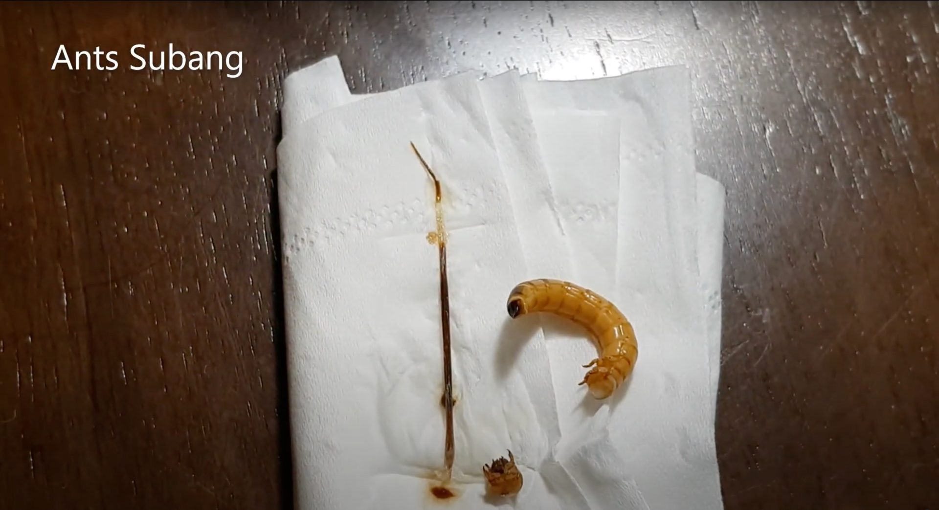 Ants Subang TIP #04: - Superworm de-veining process (Intestine Removal)