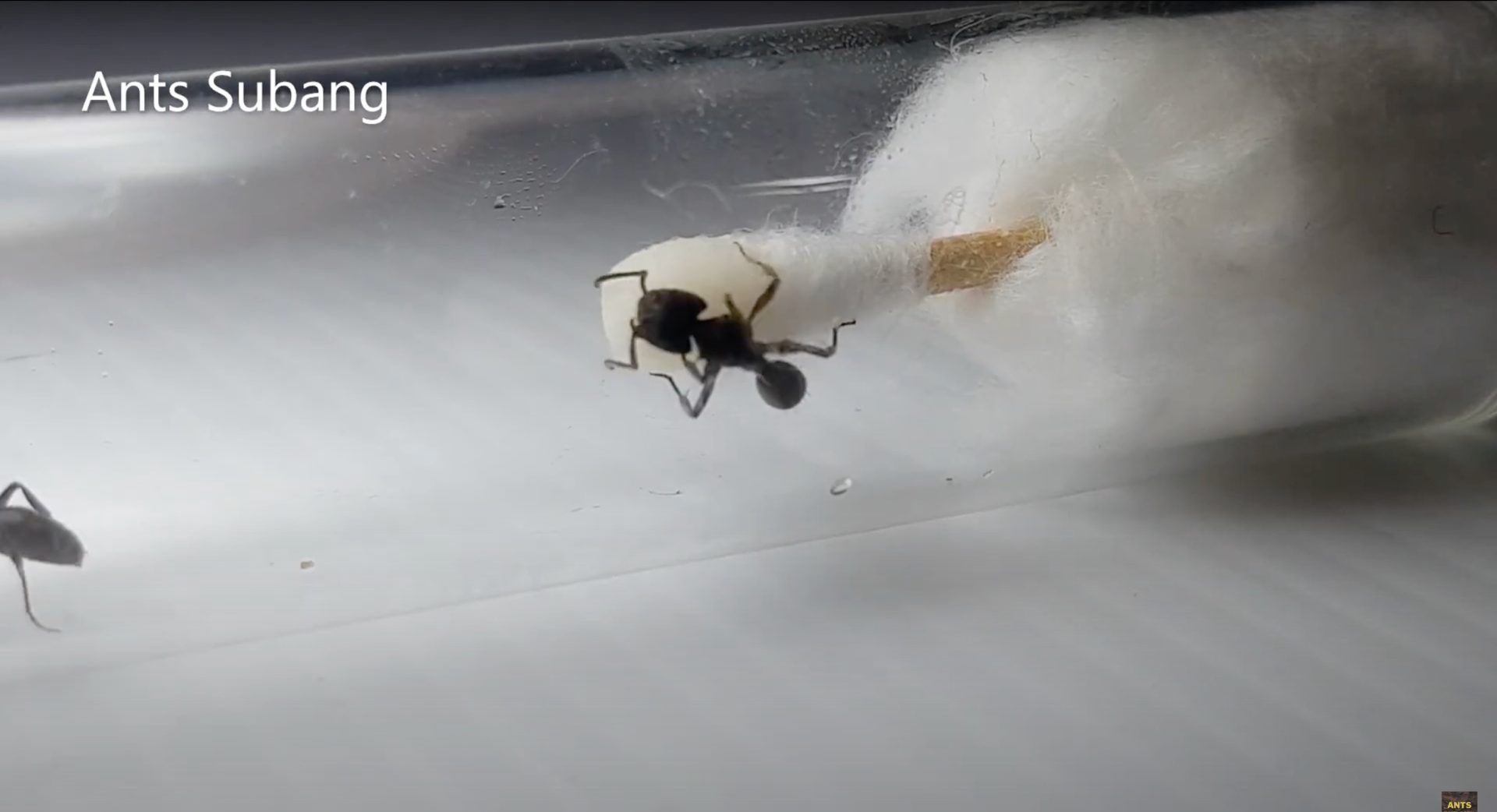 Ants Subang Tips #06 - DIY Test Tube Liquid Feeder