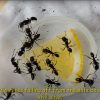Ants Subang Tip #07: - How to Remedy Parasitic Mites Invasion (PART 1)