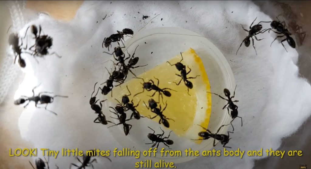 Ants Subang Tip #07: - How to Remedy Parasitic Mites Invasion (PART 1)