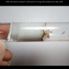 Ants Subang Tip #08 - Replenish Dried Up Test Tube Water (With Ants Inside)