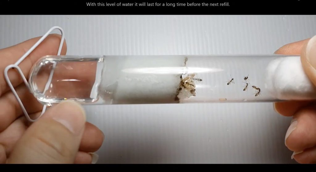 Ants Subang Tip #08 - Replenish Dried Up Test Tube Water (With Ants Inside)