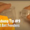 Ant Subang Tips #09 - Liquid Ant Feeders
