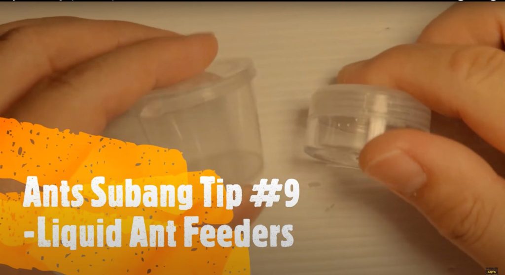 Ant Subang Tips #09 - Liquid Ant Feeders