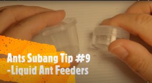 Ant Subang Tips #09 - Liquid Ant Feeders