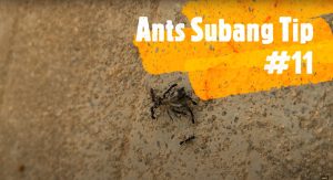 Ants Subang Tip #11: How I Love Crickets, It's so YUMMY!