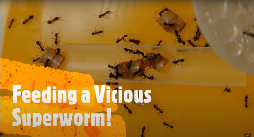 Ants Subang Tip #12: Preparing Superworms for your Ants (BONUS TIP INCLUDED!)