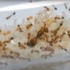 Ants Subang Tip #13: Transferring Hundreds of Angry Fire Ants!! They Sting