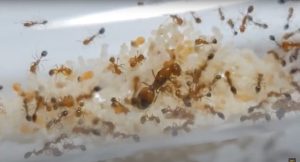 Ants Subang Tip #13: Transferring Hundreds of Angry Fire Ants!! They Sting