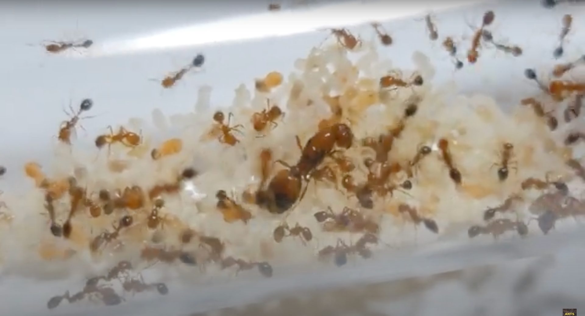 Ants Subang Tip #13: Transferring Hundreds of Angry Fire Ants!! They Sting