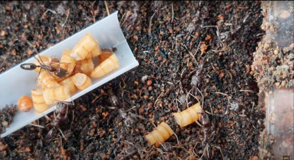 ANTS SUBANG TIPS #14: Mealworms are NOT worms! (4K Resolution)