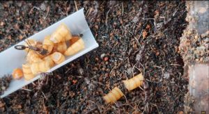 ANTS SUBANG TIPS #14: Mealworms are NOT worms! (4K Resolution)
