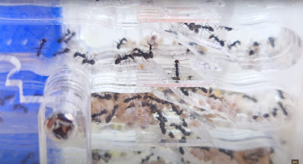 ANTS SUBANG TIPS #15: How to Move Ant Colony from Test Tube to a New Nest.