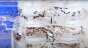 ANTS SUBANG TIPS #15: How to Move Ant Colony from Test Tube to a New Nest.
