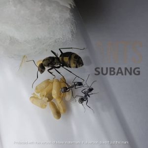 Camponotus Parius