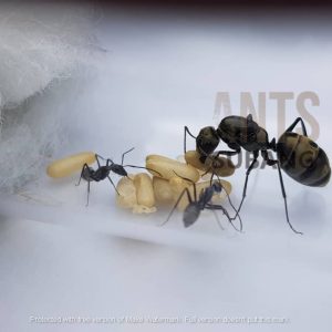 Camponotus Parius