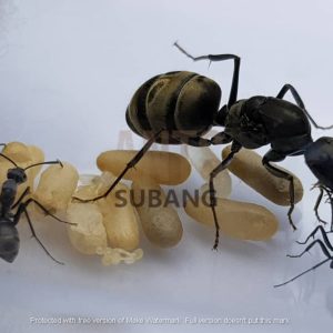 Camponotus Parius
