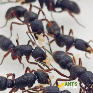 PSEUDONEOPONERA RUFIPES (BUBBLE ANT) Limited Stock Item