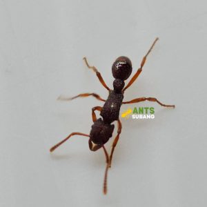 GNAMPTOGENYS ANT SP (PONERINAE)