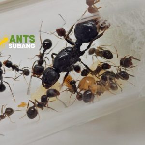 MESSOR BARBARUS (HARVESTER ANT)