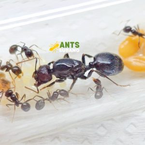 MESSOR BARBARUS (HARVESTER ANT)