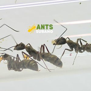 DIACAMMA RUGOSUM (ASIAN BULLET ANT) Limited