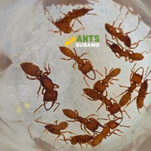 MYSTRIUM CAMILLAE (DRACULA ANT) Limited