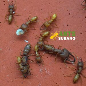 MYSTRIUM CAMILLAE (DRACULA ANT) Limited