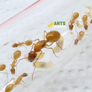 CAMPONOTUS TURKESTANUS (GOLDEN SUGAR ANT) Limited Stock