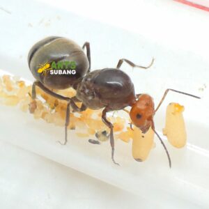 MYRMECOCYSTUS PLACODOPS (Giant Honey Pot Ants) Limited Item