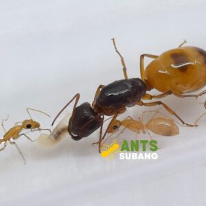 CAMPONOTUS FEDTSCHENKOI (GOLDEN SUGAR ANT)