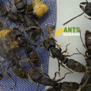 ECTOMOMYRMEX ASTUTUS (FLAT HEADED PONERINE ANT)