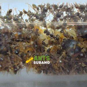 GIANT PHEIDOLE SP. (UNKNOWN SP. WITH GIANT MAJORS WORKERS)
