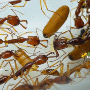 ODONTOMACHUS RIXOSUS (JUMPING TRAPJAW ANT)