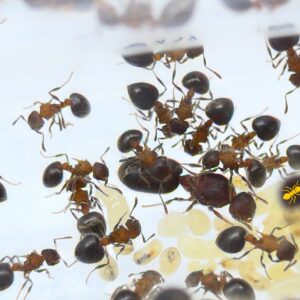 MERANO PLUS BICOLOR (BICOLOR HAIRY ANT)