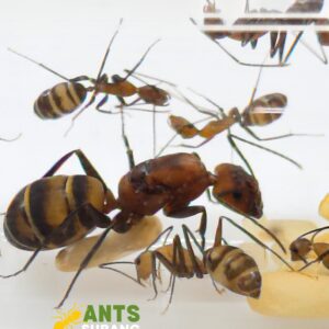 CAMPONOTUS HABERERI (臭巨山蟻 - STINKY GIANT MOUNTAIN ANT)